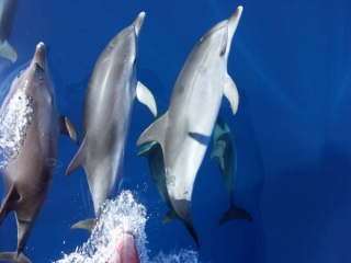 Los delfines nadan en grupo